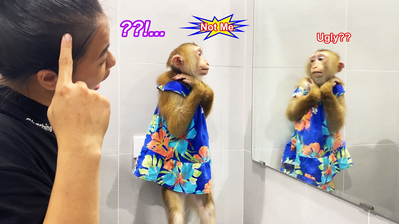 Monkey Lyly couldn't believe what she saw in the mirror and what made me laugh so hard afterwards