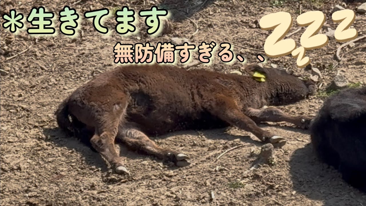 ※生きてます。出産待ちの緊張感をぶち壊す、無防備すぎる寝顔！
