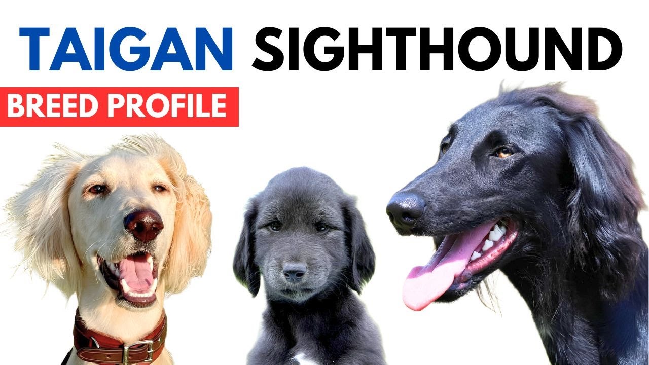 Taigan Sighthound Breed Profile History - Price - Traits - тайган Kyrgyz Grooming Needs Lifespan