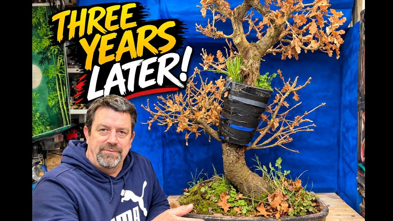 Big Chop! Separating a 3-Year Oak Air Layer into Two Trees
