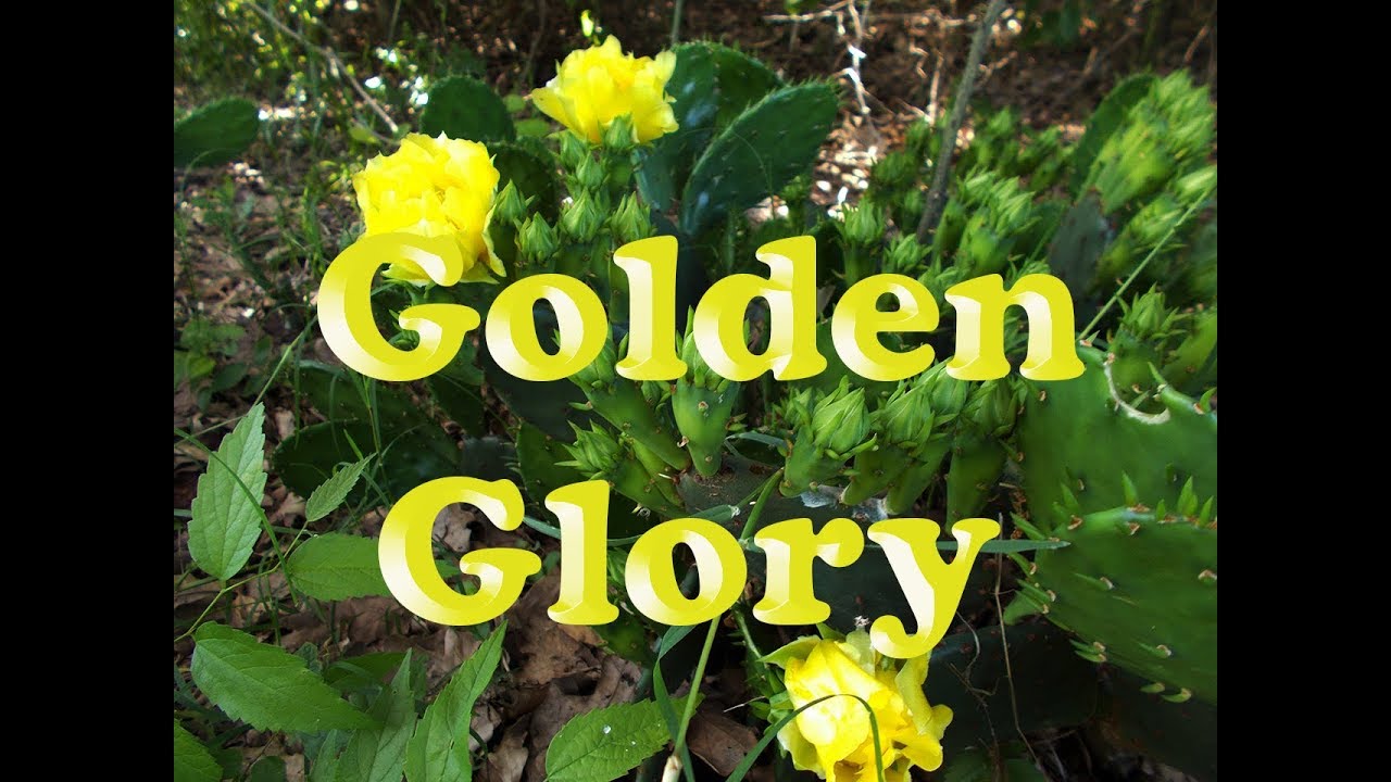 Making Cactus Soap - Cold Process Botanical Soap