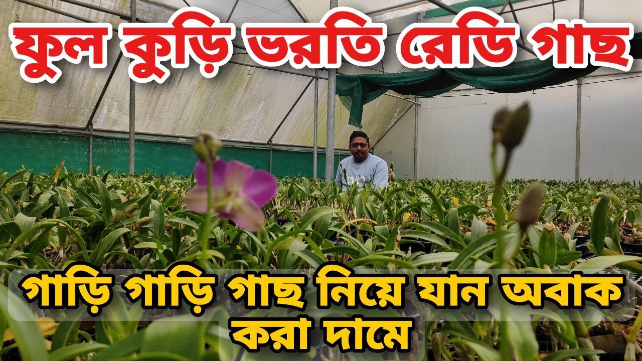 বস্তা বস্তা রেডি অর্কিডের ফুল কুঁড়ি ভরতি গাছ নিয়ে যান জলের দামে || Orchid seller in kolkata ||