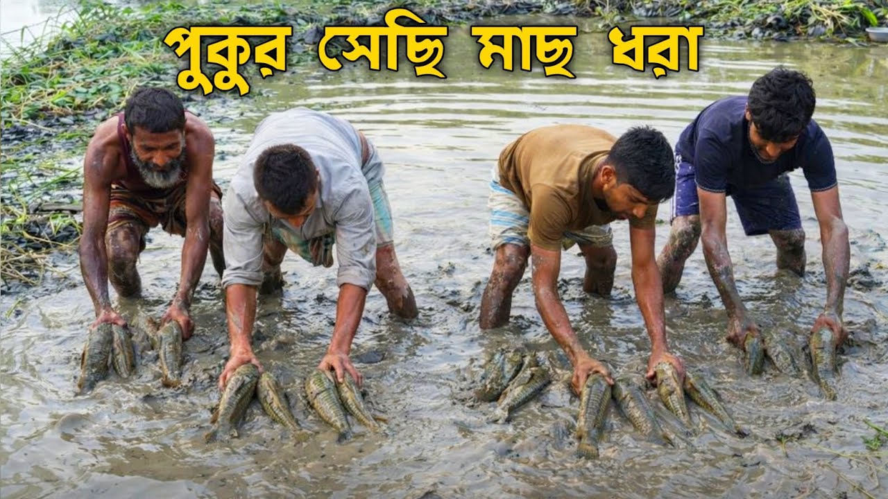 পুকুরে জাল দিয়ে মাছ ধরা | Village Fishing Video Bangladesh 