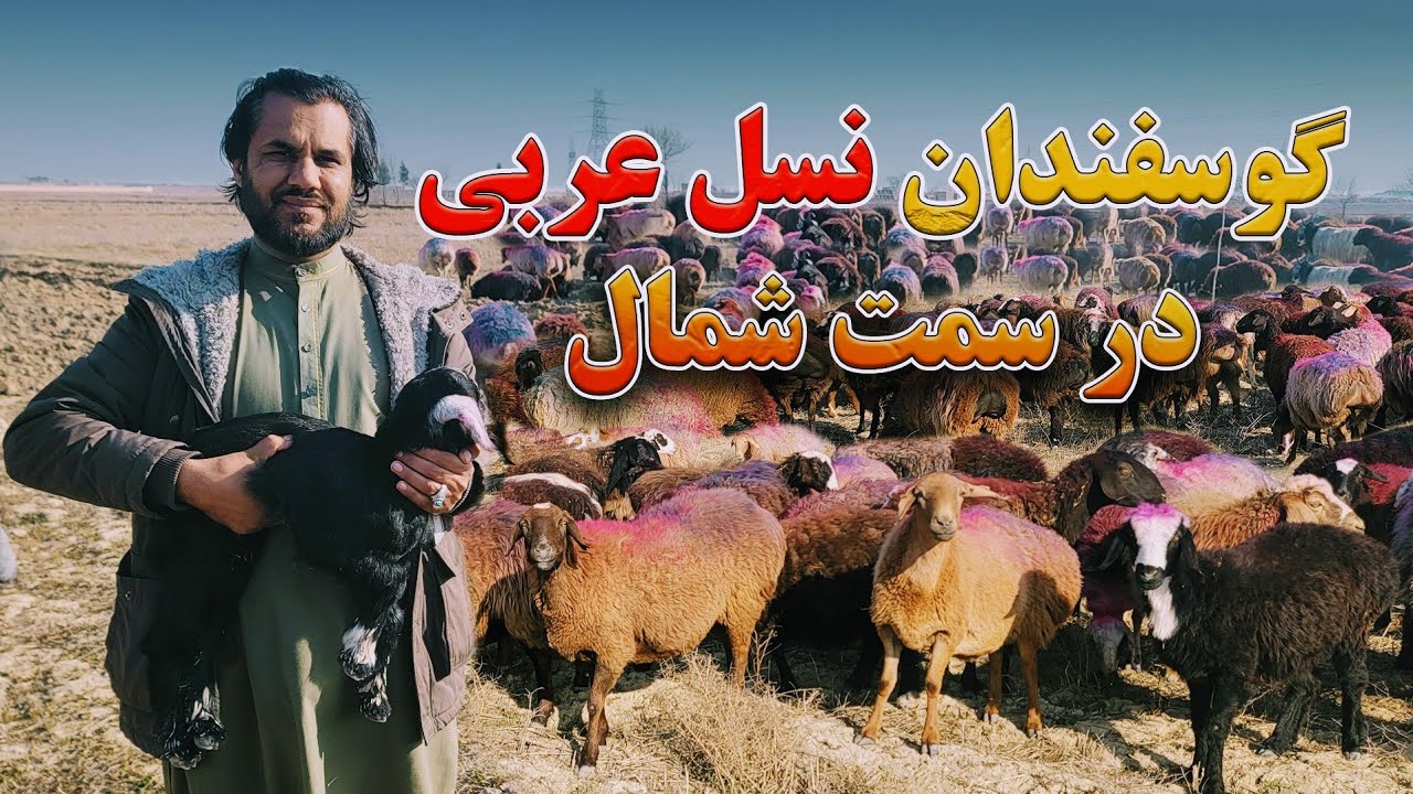 گزارش کاج از گوسفند های نسل عربی در ولایت بلخ| چوپانی،مالداری،پروش انواع مواشی