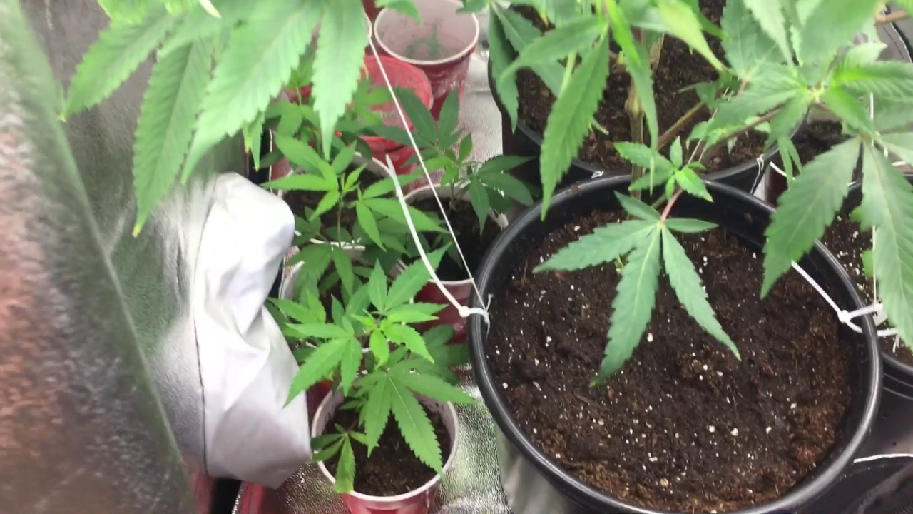LED Closet Grow Update pt. 2