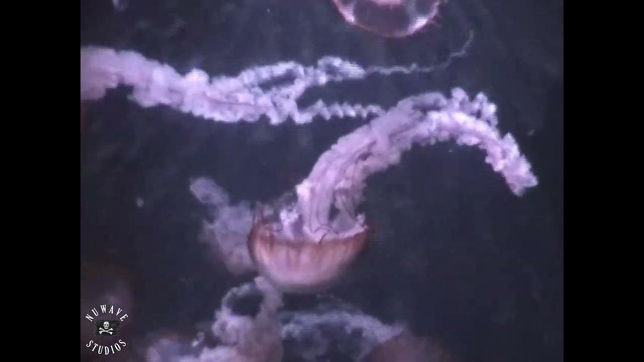 A Day With Nature (VHS Movie)