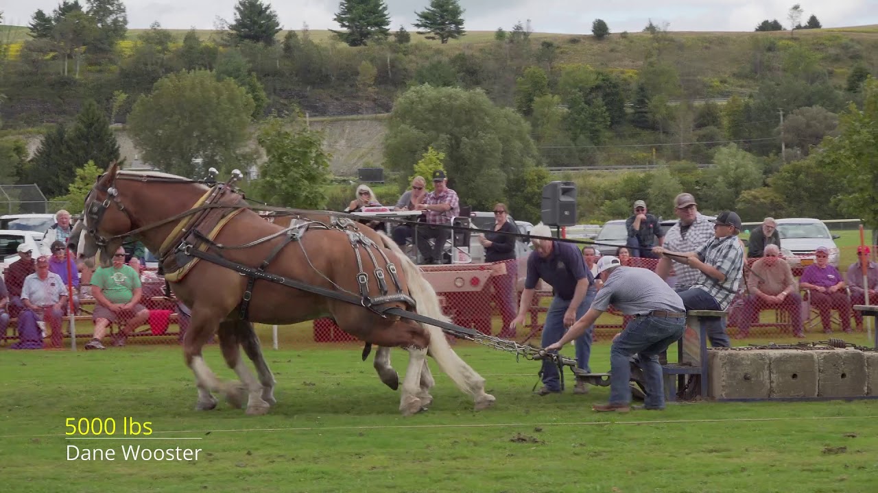 Marathon,NY 2019 Free-For-All Horse Pull