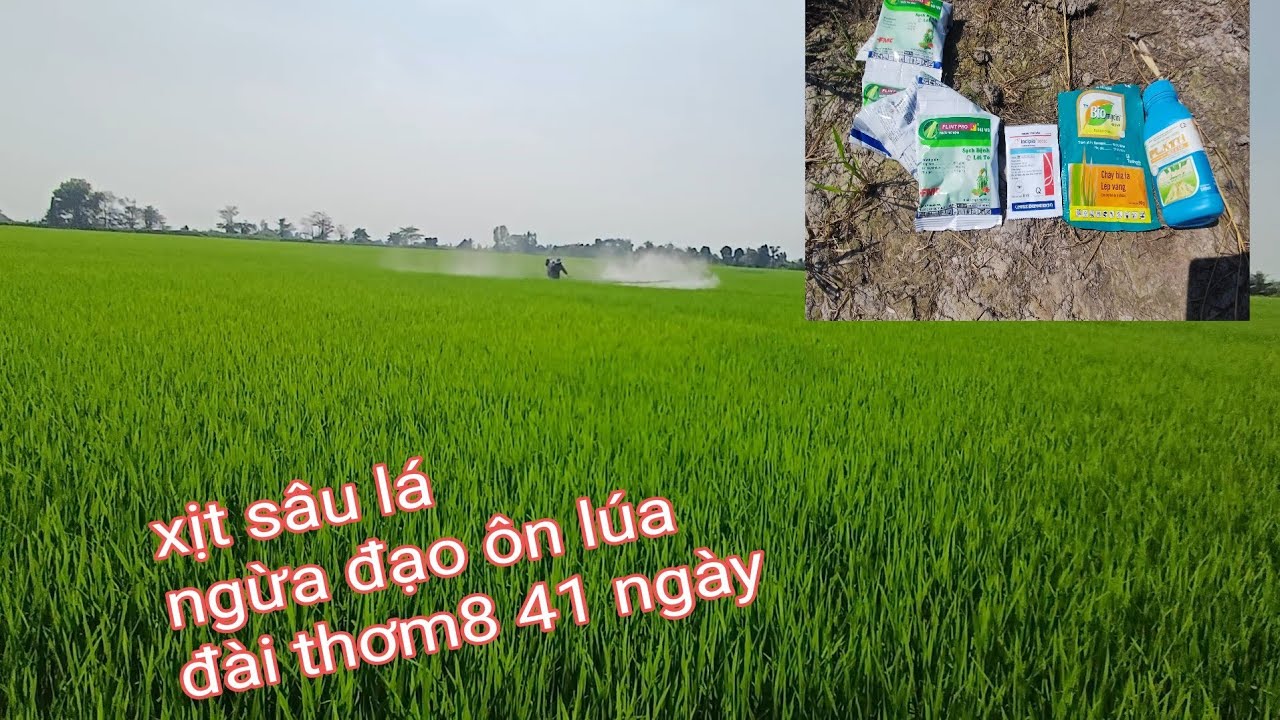 Phun ngừa đạo ôn vi khuẩn sâu lá ra rể giai đoạn 41 ngày vụ đông xuân 