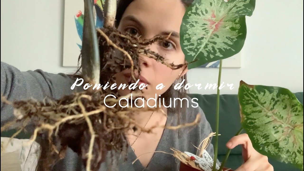 Caladium - Cómo poner a dormir tus Caladiums cuando llega el Otoño