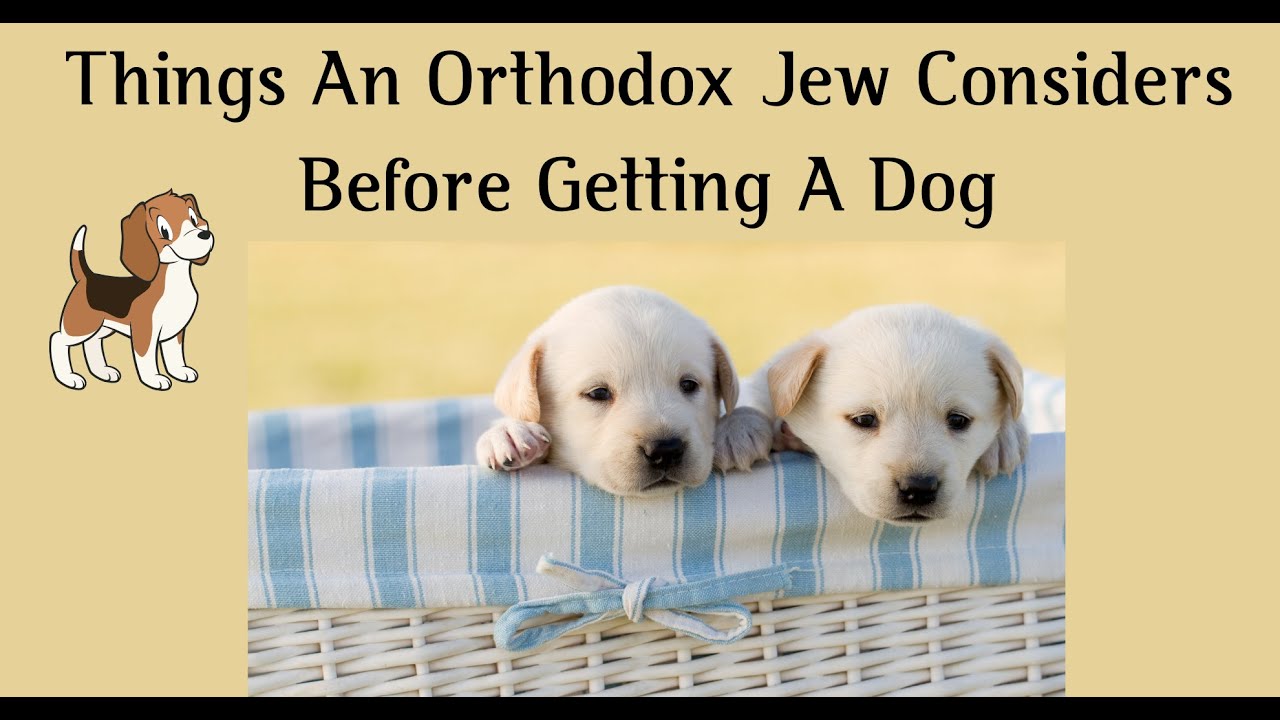 Things An Orthodox Jew Considers Before Getting A Dog
