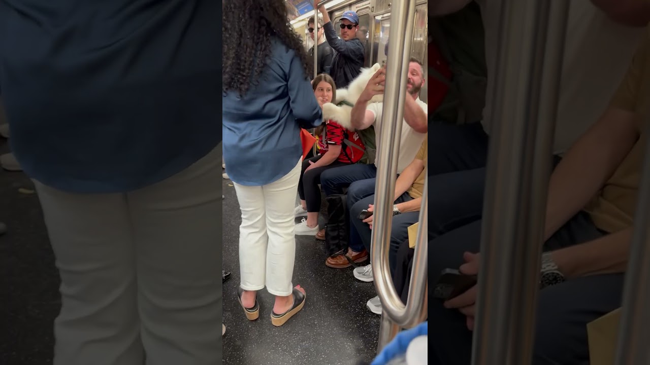 Dogs have to ride like this in the NYC subway! 