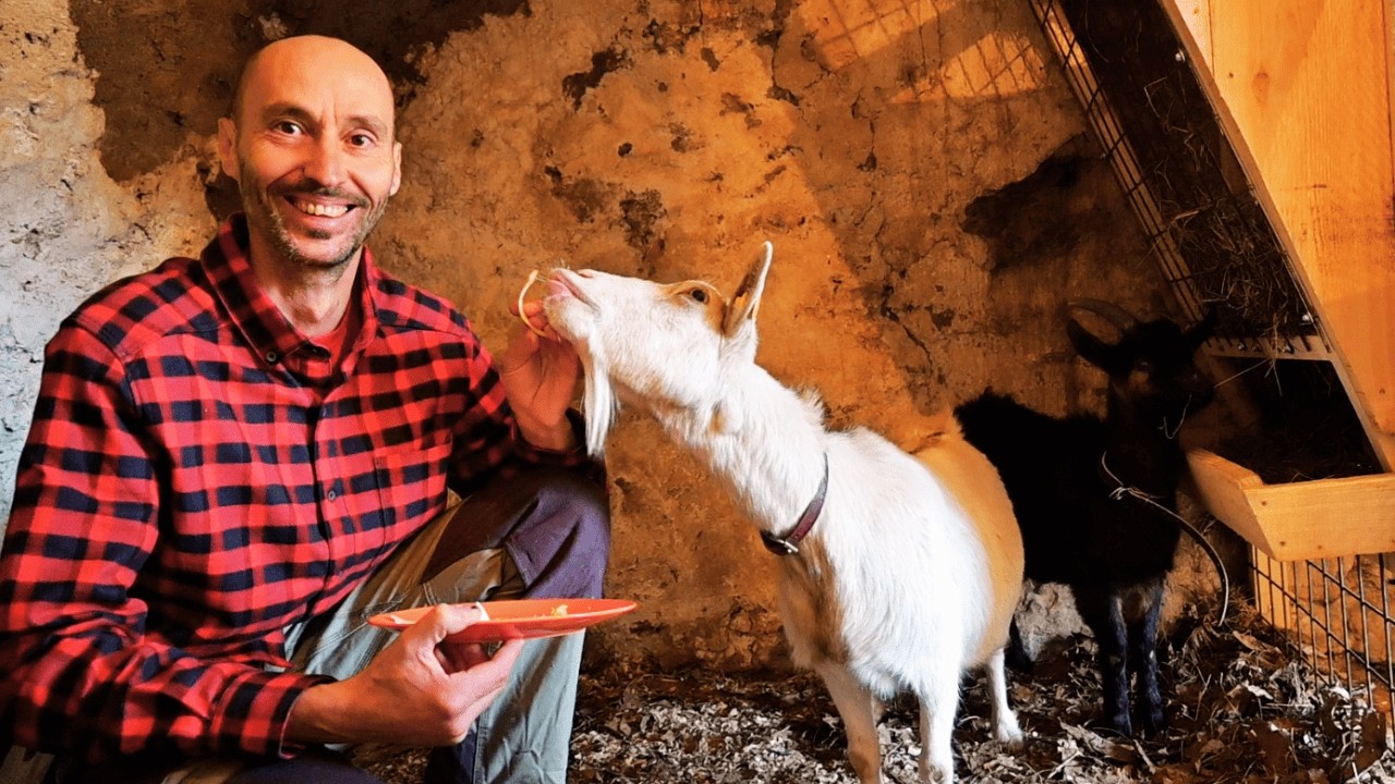 #31 Nouvelle vie en Italie, Les chèvres arrivent, La petite famille s'agrandi