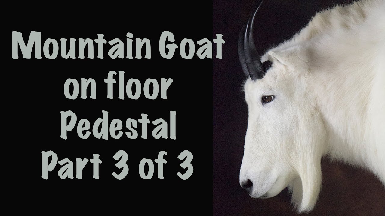 Mountain Goat Part 3. Blow dry for hours.