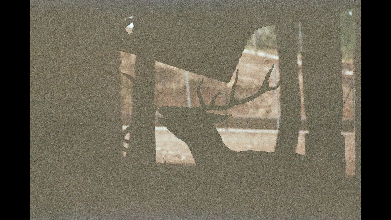 Fotografía de fauna en analógico - un paseo con la Nikon FM2