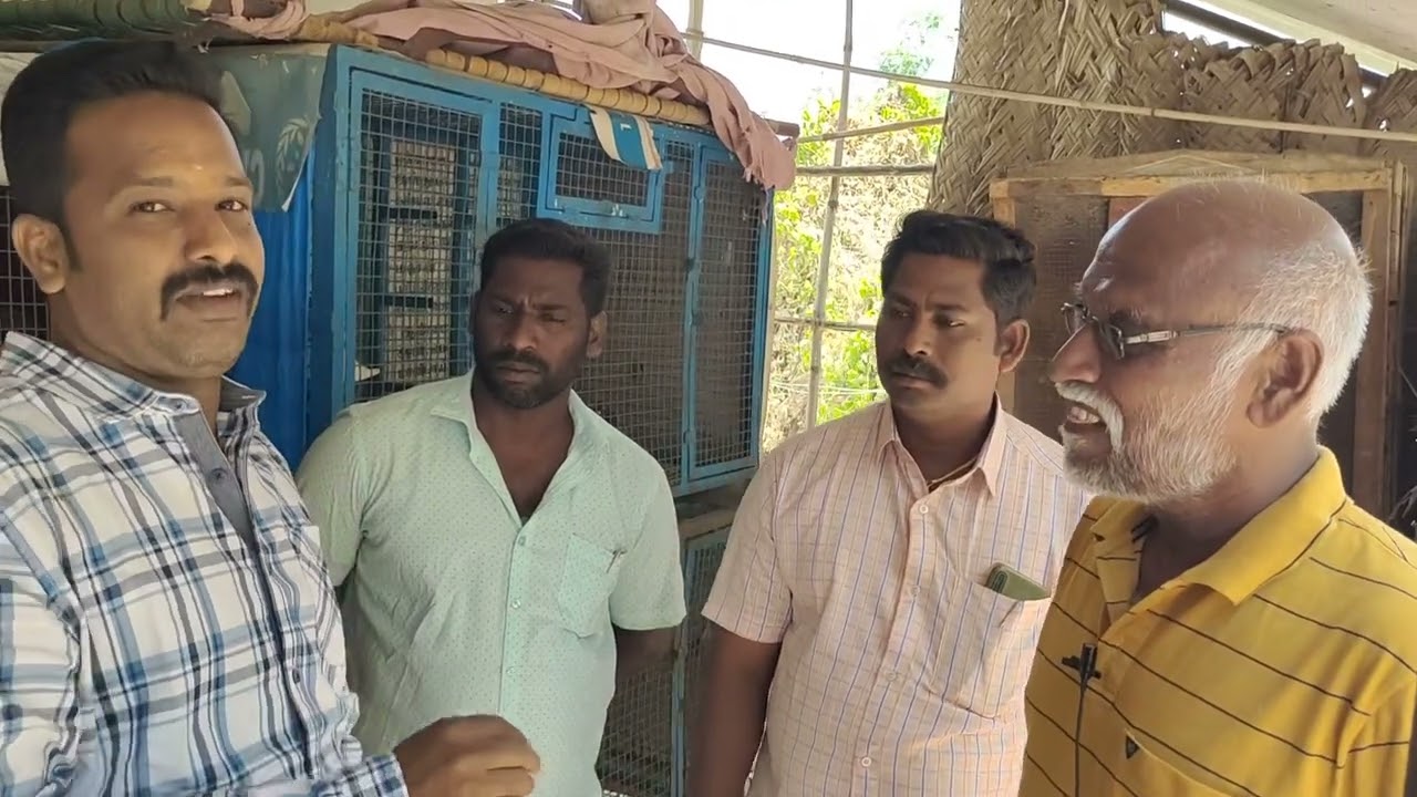 57/300 Record creating குருவி கைரா line pigeon, Yogaraj & kannan loft in trichy by trichy shaik