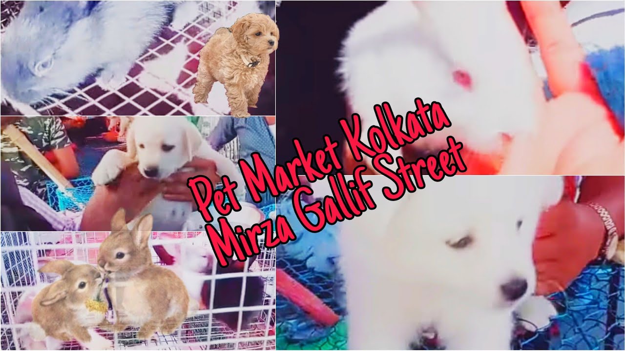 Hatibagan Pet Market Hathi Bagan Market Mirza Gallif Street Market Pets market kolkata Indian Pet's