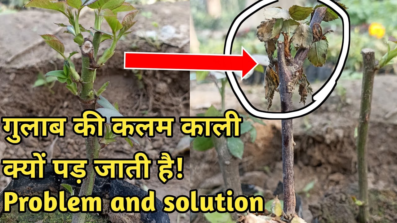 गुलाब की कलम काली होकर क्यों सूख जाती है//gulab ki kalam kali kyon pad jaati hai