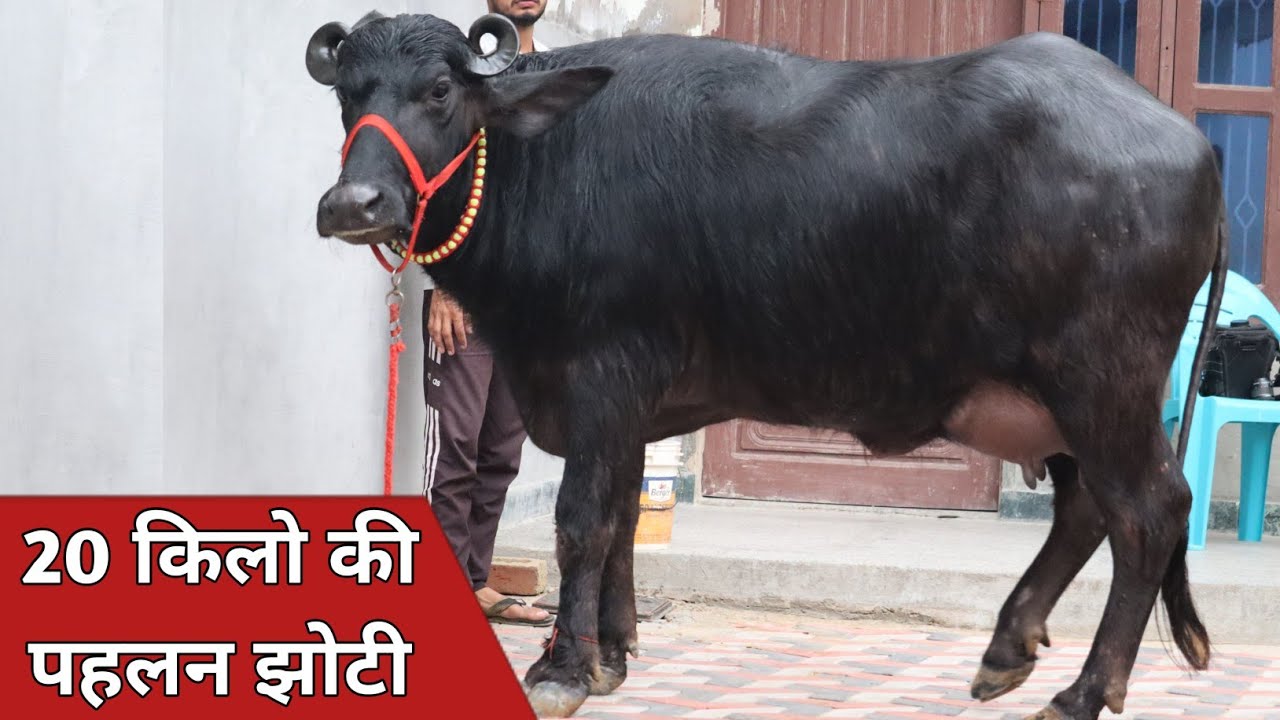 20 किलो की पहलन झोटी, कांटे के तोल में बिक्री के लिए उपलब्ध || Manjeet Yadav Koriawas (8295371700)