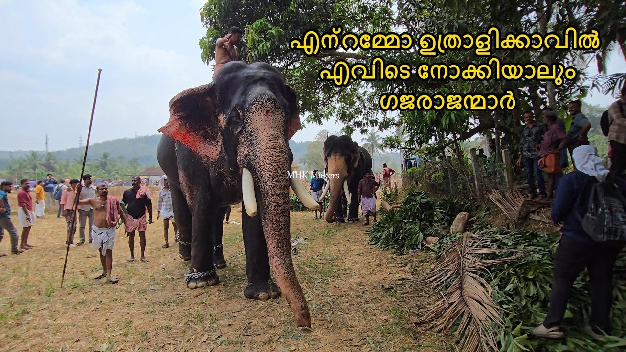 എന്റമ്മോ ഉത്രാളിക്കാവിൽ എവിടെ നോക്കിയാലും ഗജരാജന്മാർ  Guruvayur Damodar das  keshavan Ravi davadas