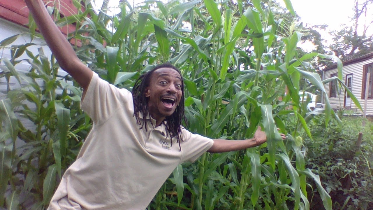 10 Steps To Growing Successful Corn in July from Seed | A Complete Growing Guide | Quick Fast Easy!