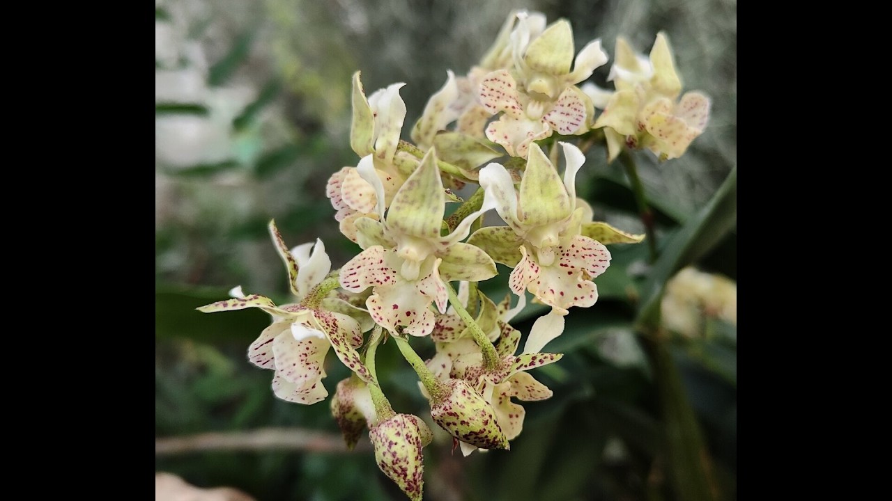piante in bocciolo all'Orchideria Dendrobium Lutin Blanc, profumato e fiorifero