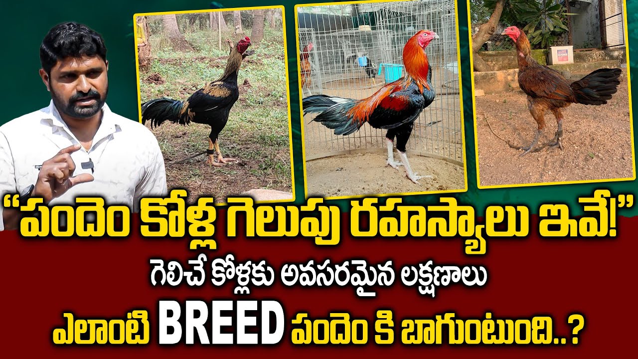 Sankranthi Pandem Kollu | పందెం కోళ్ల గెలుపు రహస్యాలు ఇవే!" | Best Breed for Kollu Pandem