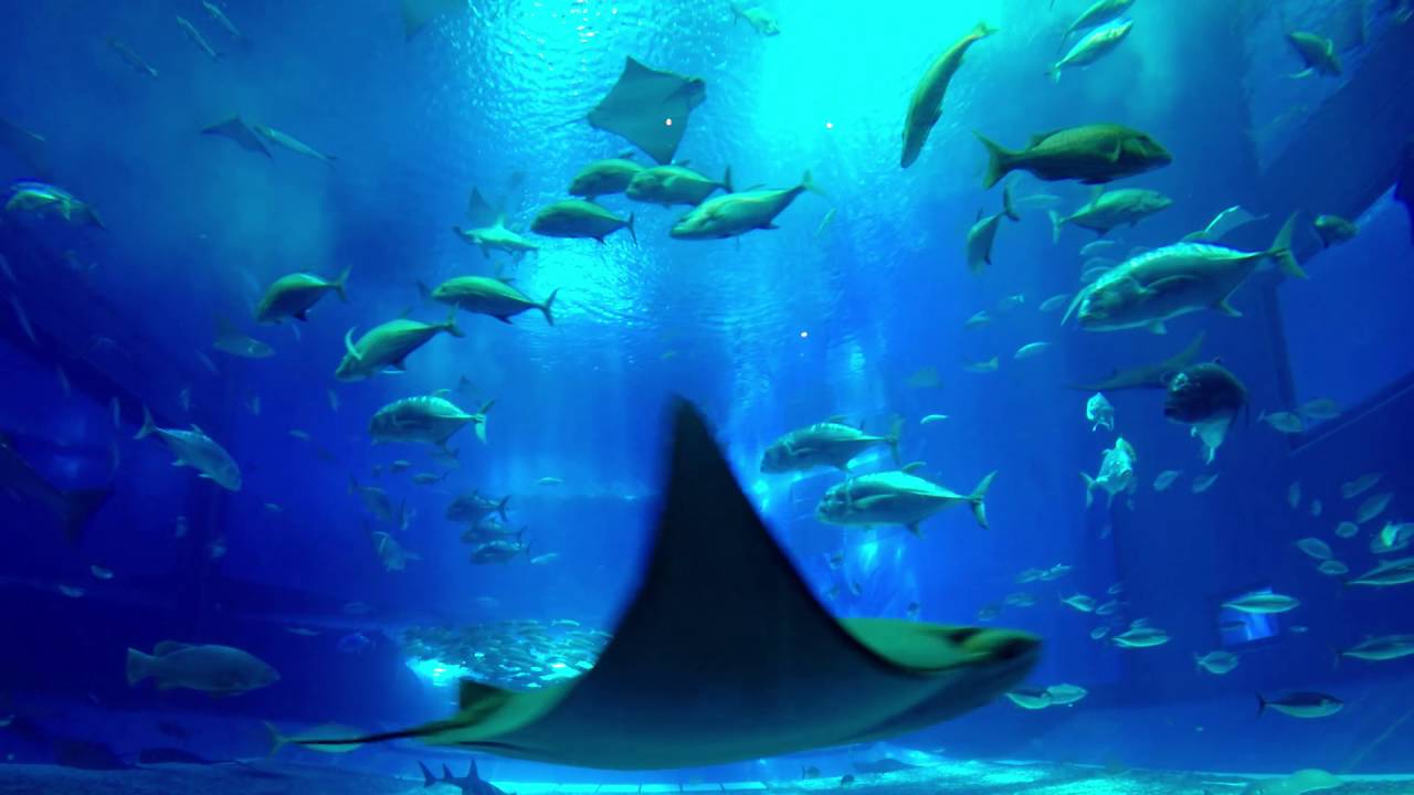 SPECTACULAR VIEW OF ONE OF THE LARGEST AQUARIUMS IN THE WORLD!!!