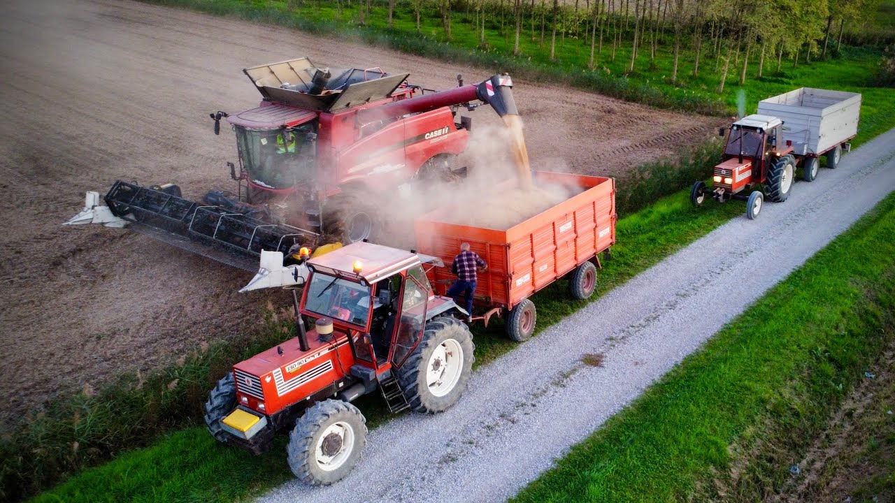 Trebbiatura Soia 2024 CASE 7140 Axial Flow & Fiatagri 130/90 e 80/90