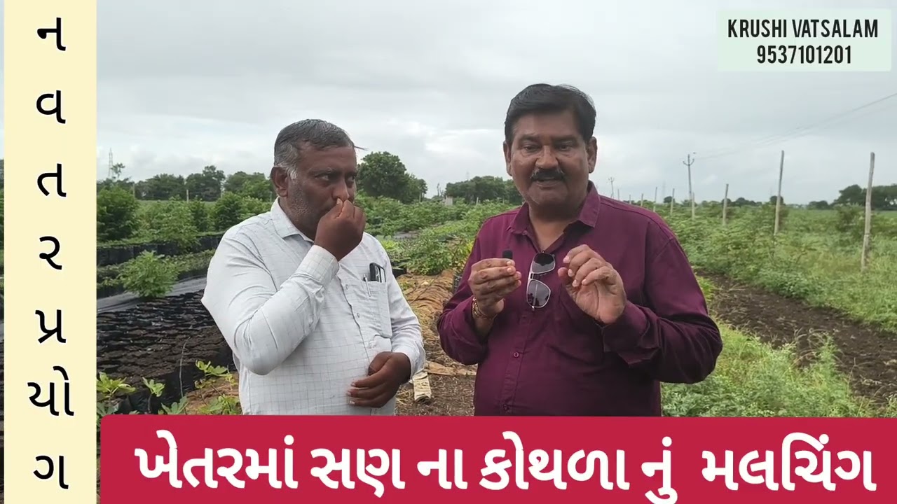 ખેતરમાં શણના કોથળા નું મલચિંગ