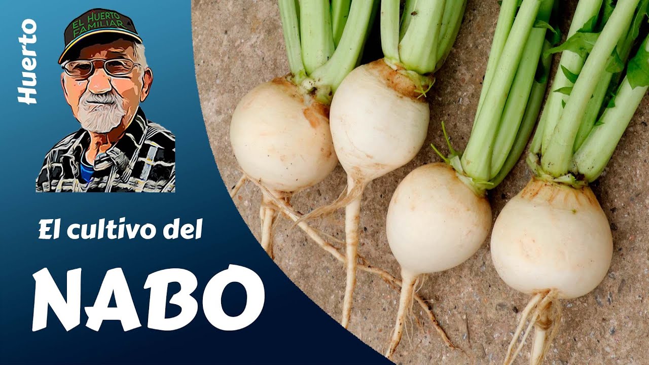 EL NABO: cultivo completo del nabo en tu huerto
