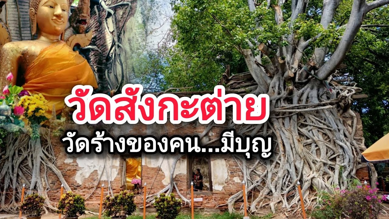 วัดสังกะต่าย วัดร้างของคนมีบุญ รุกขมรดกแผ่นดิน เมื่อต้นไม้กลายเป็นวิหารศักดิ์สิทธิ์ อ่างทอง