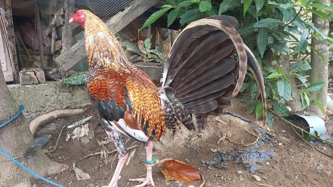 #chicken #hen #rooster #manok #jlcbackyard #youtubeshorts #shorts #breeder #backyardpoultryfarming