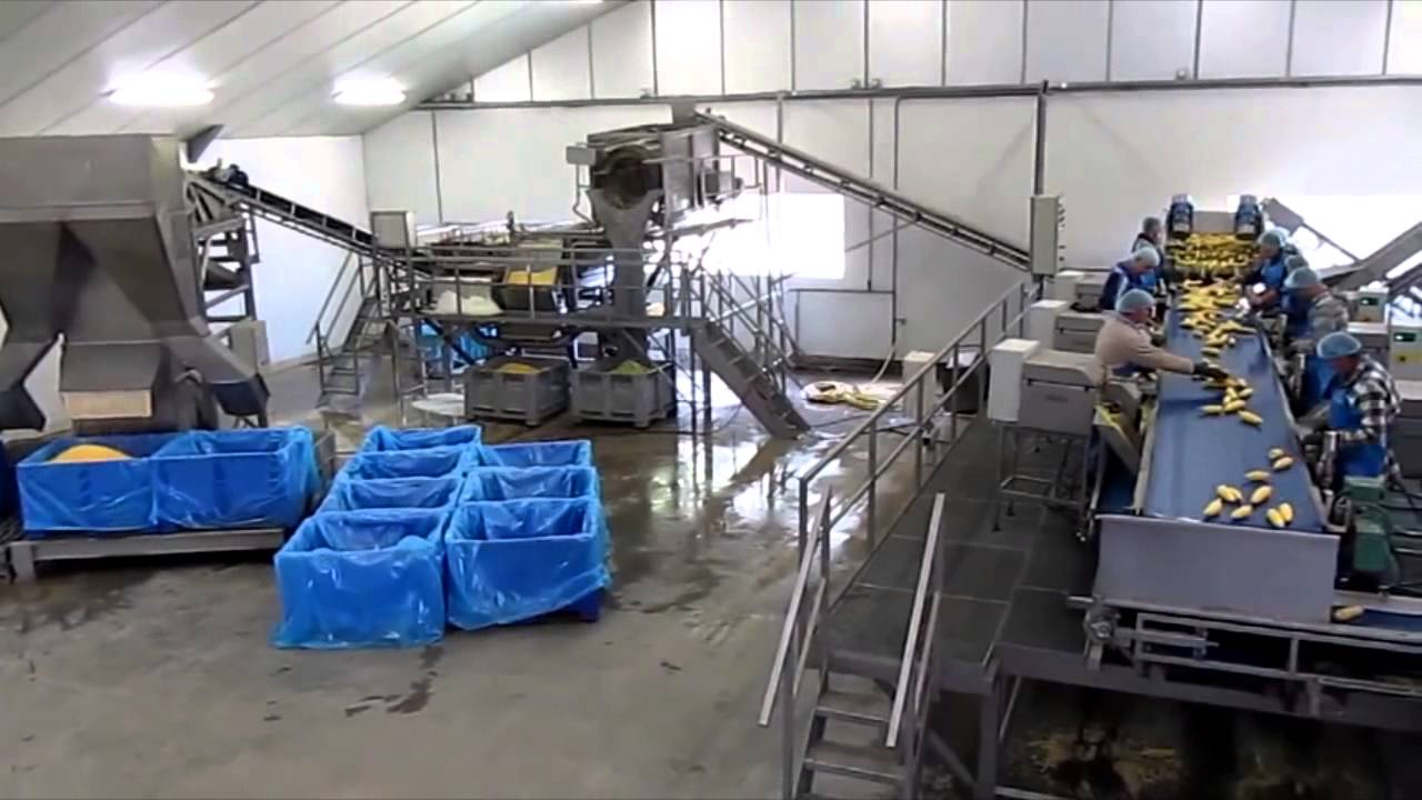 Sweet corn processing line | Sweere