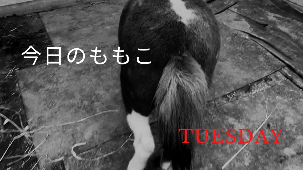 今日のウマ娘ももこ