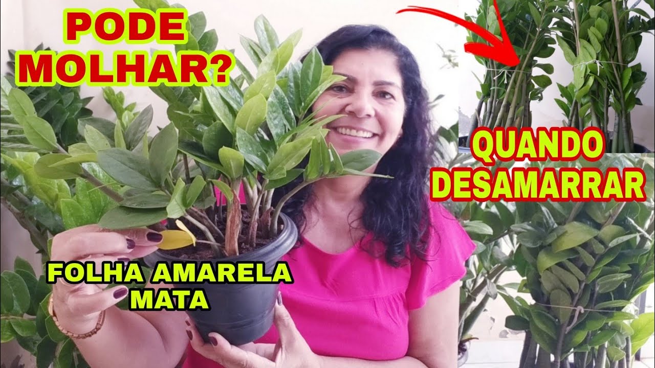 Falei o tempo que desamarra  a Zamioculca | Tirando dúvidas dos inscritos
