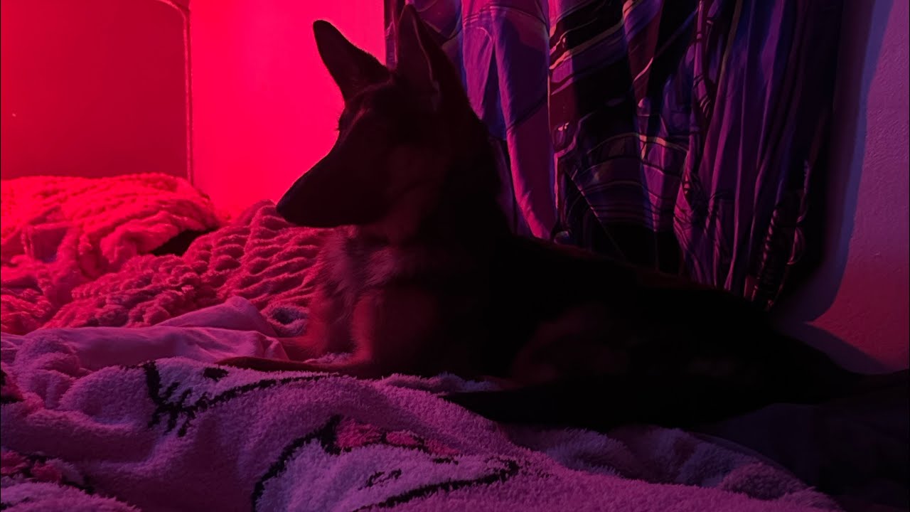 What To Expect When Getting A German Shepherd