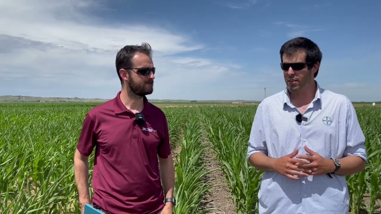Fertigation on Corn