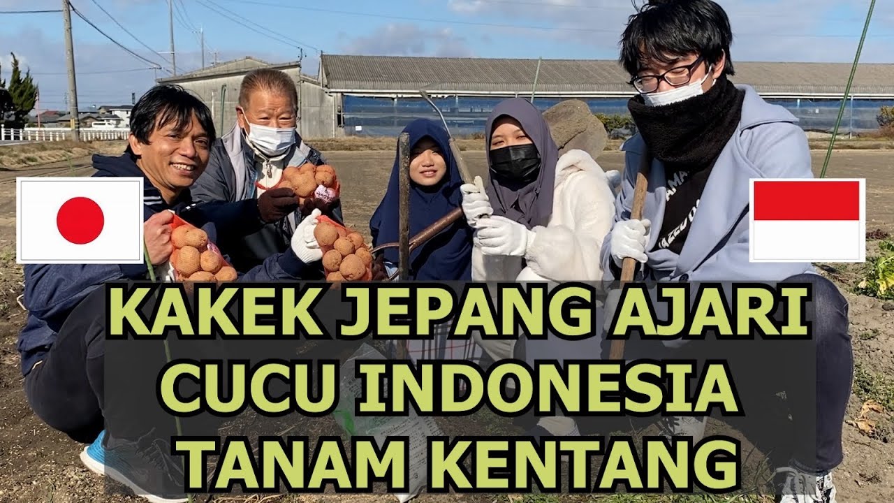 CARA KAKEK JEPANG TANAM KENTANG SUPAYA BANYAK HASILNYA