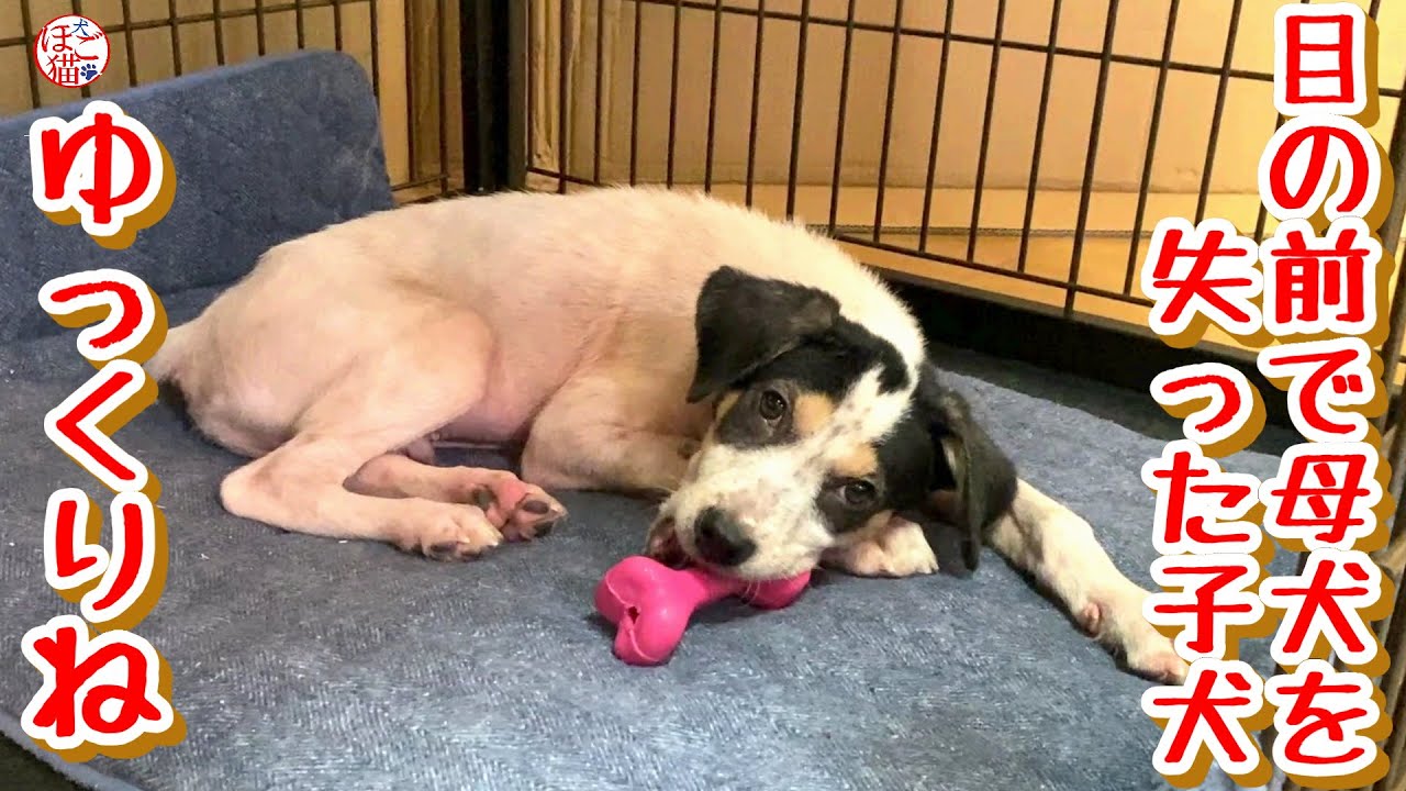 【子犬　保護犬　子猫】　目の前で母犬を失った子犬　おもちゃで遊べるようになりました