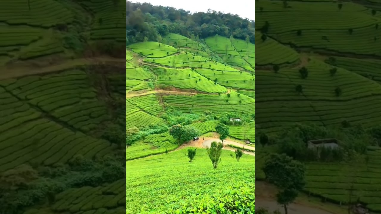 low price tea estate land's for sale