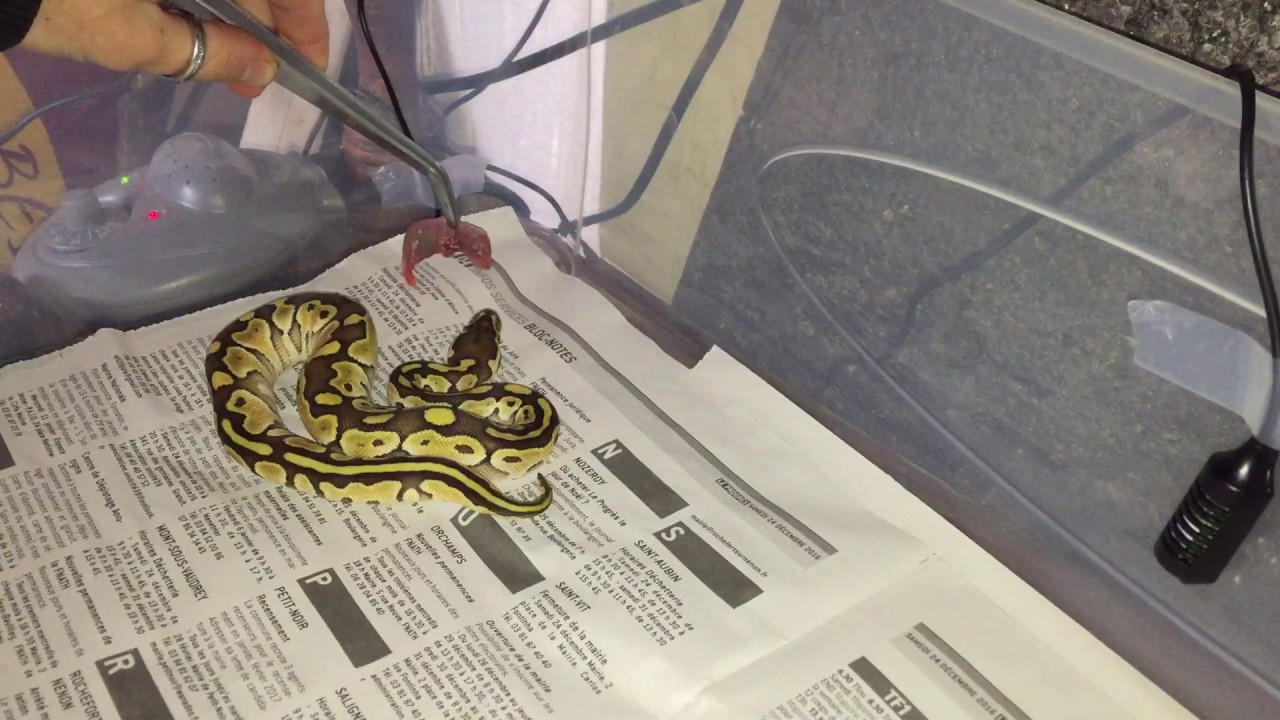 NOURRISSAGE PYTHON REGIUS LESSER PLATINIUM (Feeding snake)