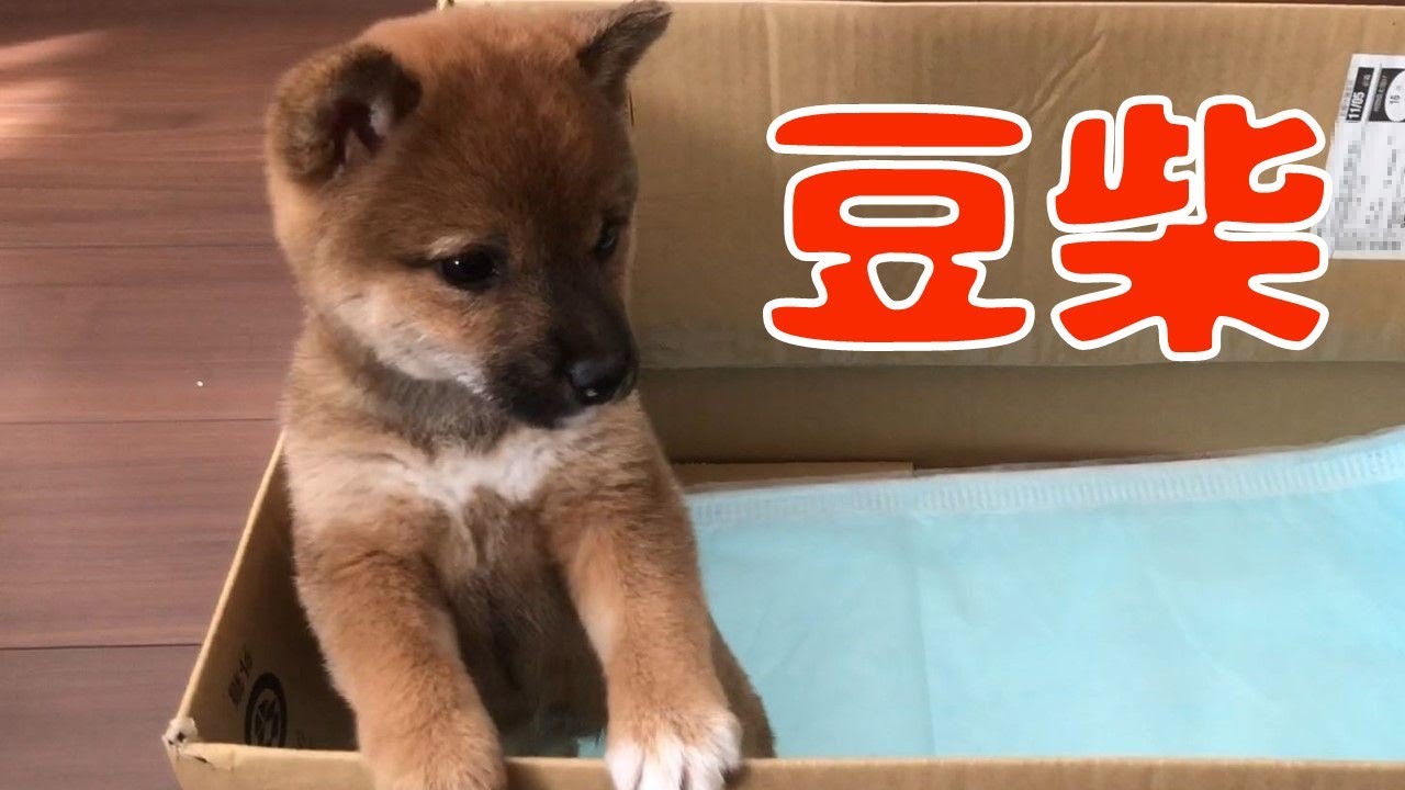 柴犬の子犬が家にやってきた♪ Shiba Inu Puppy