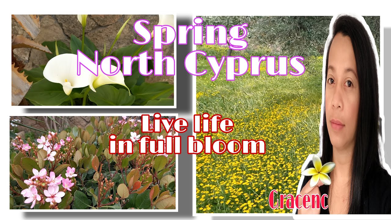 North Cyprus Spring/Cyprus blooming flowers