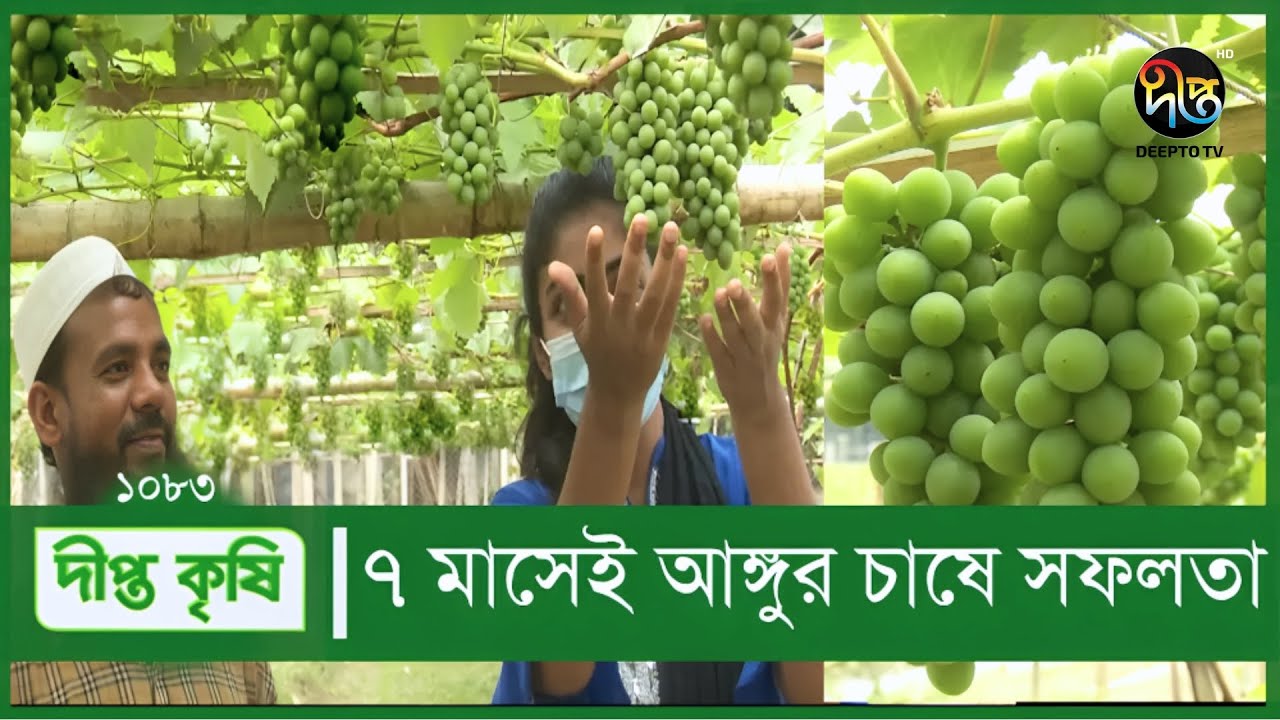 Deepto Krishi/দীপ্ত কৃষি- সাত মাসেই ফলে ফলে ভরেছে আঙ্গুর বাগান | আঙ্গুর গাছের পরিচর্যা | 1083
