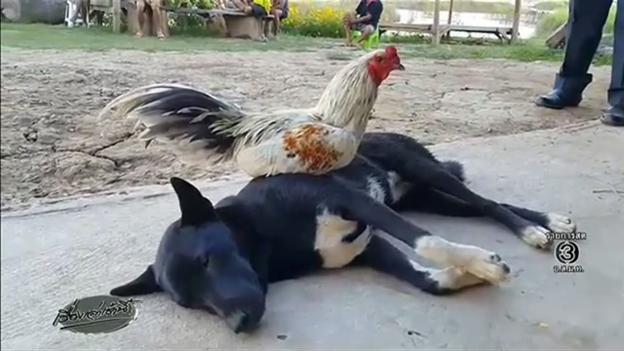 'เจ้าดำ-เจ้าเทา' น้องหมากับไก่ก่อความรักต่างสายพันธุ์