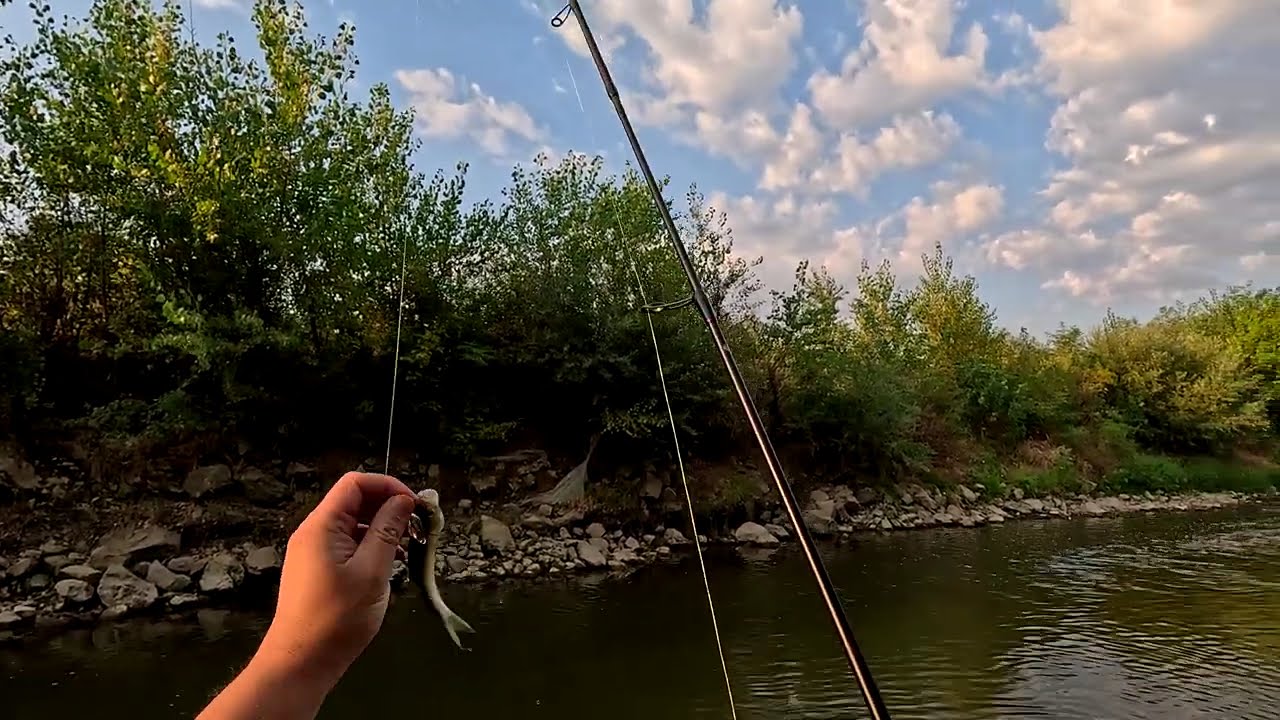 Toplica chub morning session 01