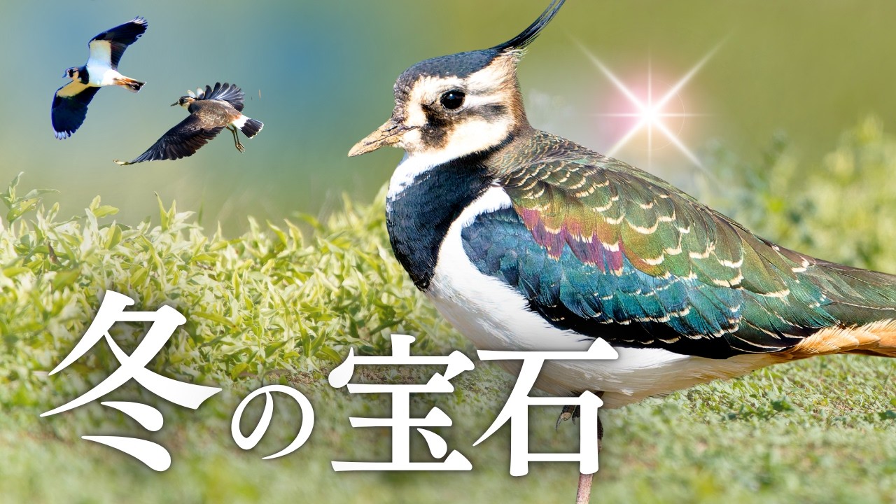 【野鳥観察】畑に舞い降りた冬の貴婦人！タゲリの構造色と意外な仕草