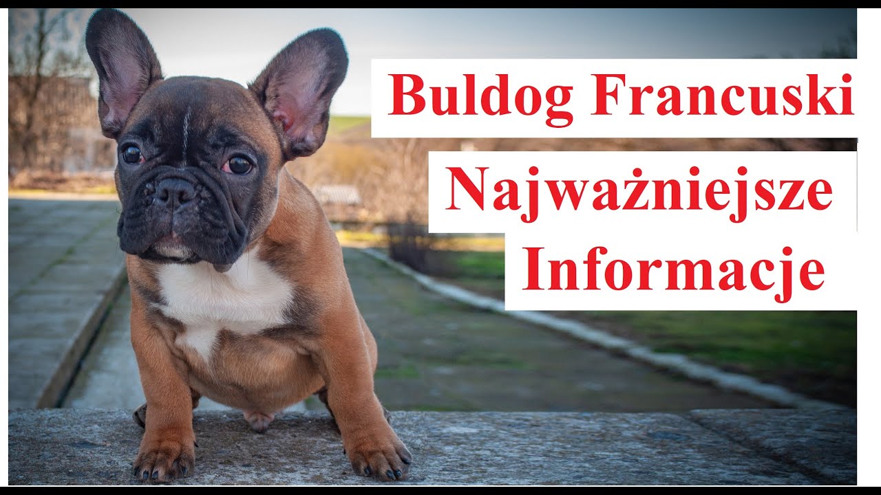 Buldog Francuski - Najważniejsze Informacje