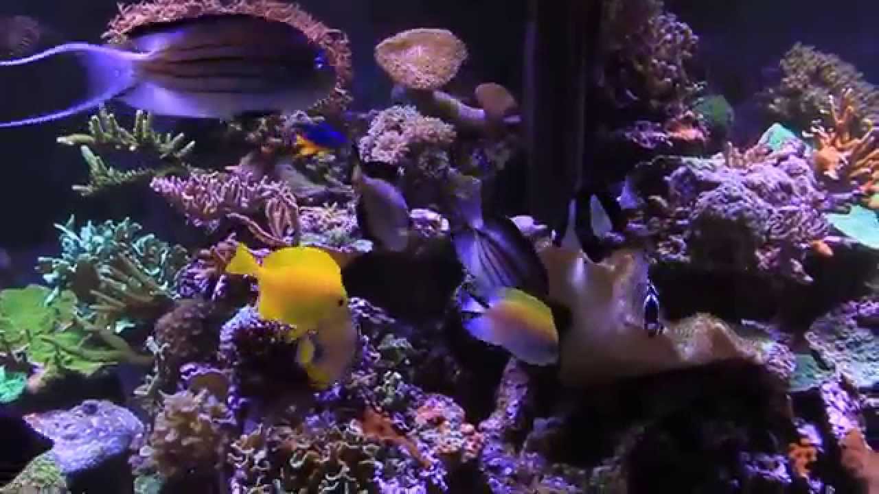 Introduction Genicanthus melanospilos