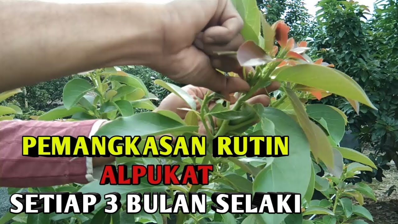 Pemangkasan Rutin Tanaman Alpukat setiap Tiga Bulan Sekali
